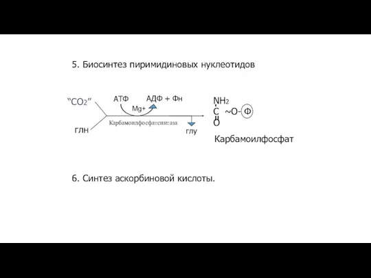 5. Биосинтез пиримидиновых нуклеотидов Карбамоилфосфат 6. Синтез аскорбиновой кислоты.