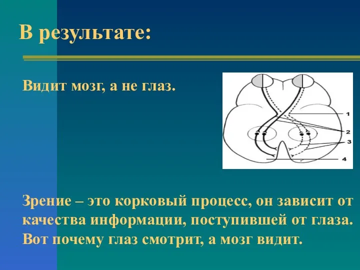 В результате: Видит мозг, а не глаз. Зрение – это