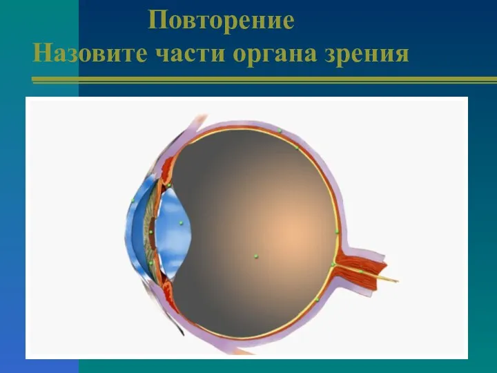 Повторение Назовите части органа зрения