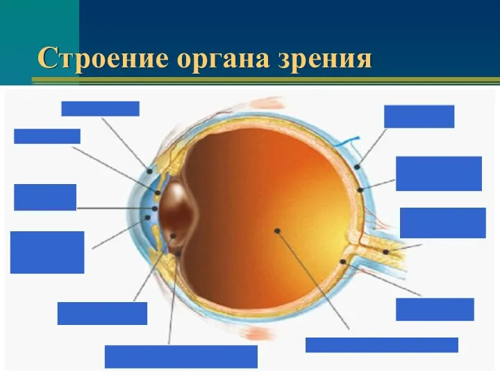 Строение органа зрения