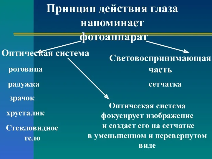 Принцип действия глаза напоминает фотоаппарат Оптическая система роговица радужка зрачок