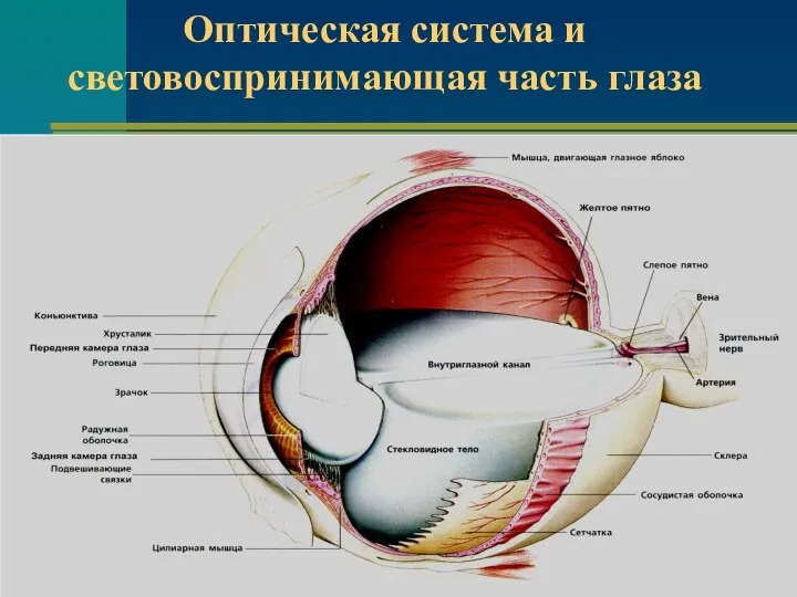 Оптическая система и световоспринимающая часть глаза