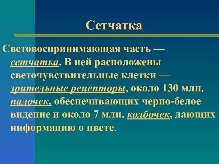 Сетчатка Световоспринимающая часть — сетчатка. В ней расположены светочувствительные клетки