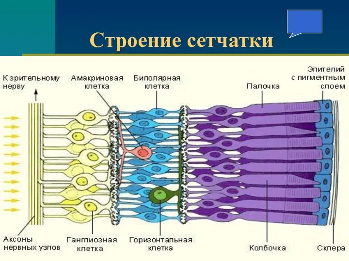 Строение сетчатки