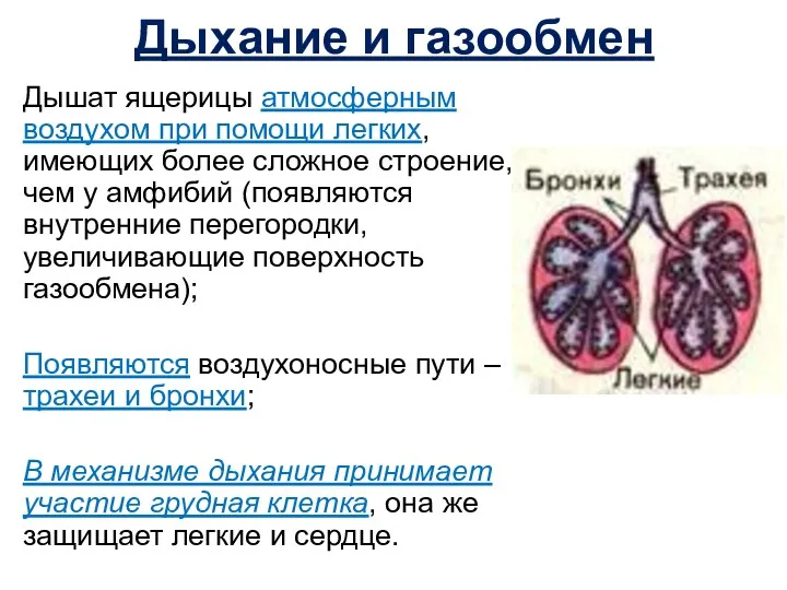 Дыхание и газообмен Дышат ящерицы атмосферным воздухом при помощи легких,