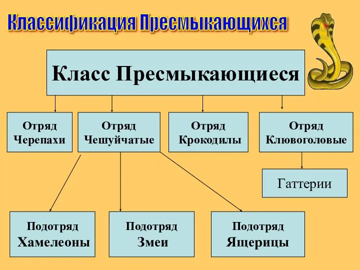 Отряд Черепахи Отряд Чешуйчатые Отряд Крокодилы Отряд Клювоголовые Гаттерии Подотряд