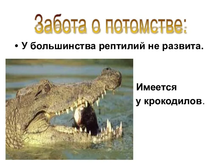 У большинства рептилий не развита. Имеется у крокодилов. Забота о потомстве: