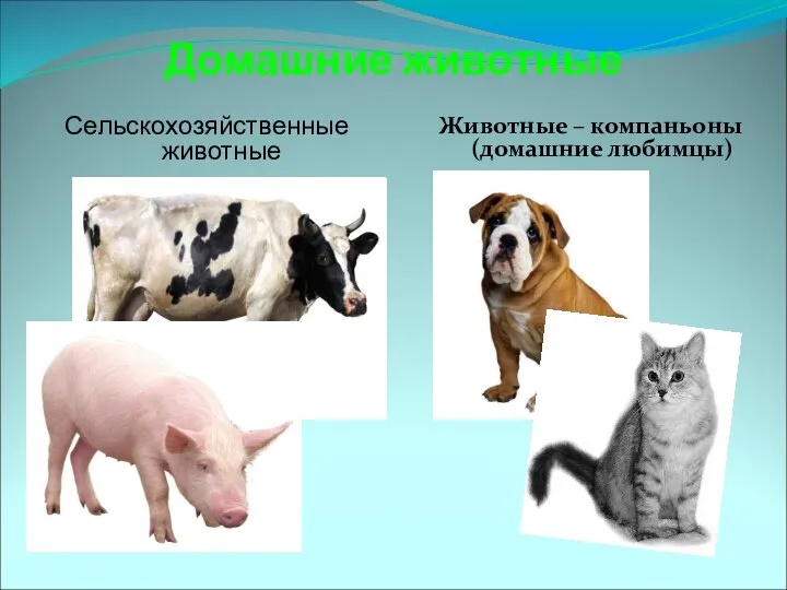 Домашние животные Животные – компаньоны (домашние любимцы) Сельскохозяйственные животные