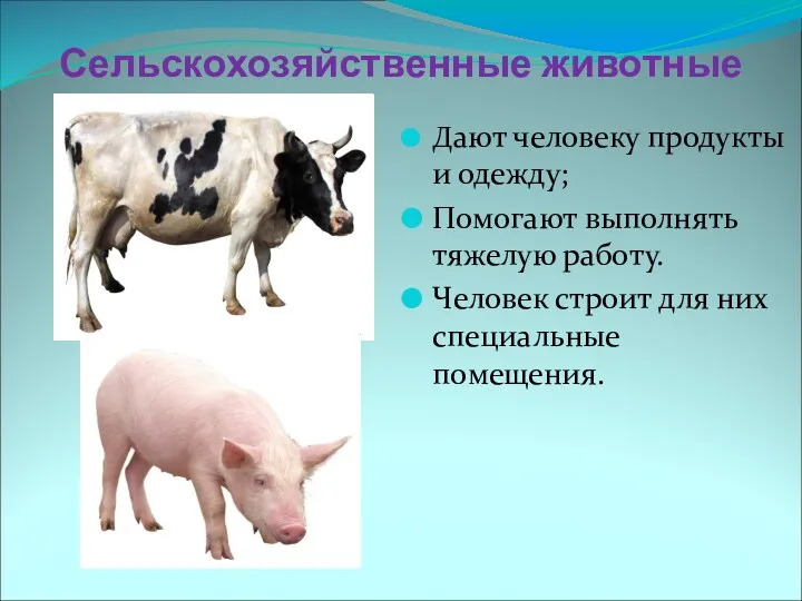 Сельскохозяйственные животные Дают человеку продукты и одежду; Помогают выполнять тяжелую