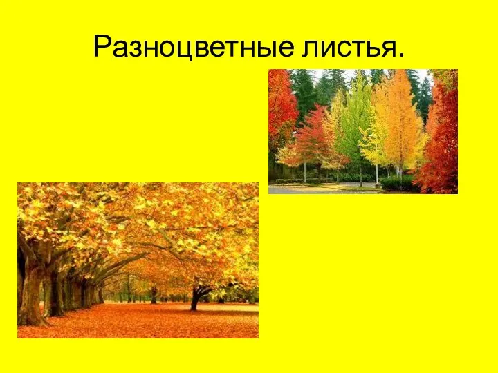 Разноцветные листья.