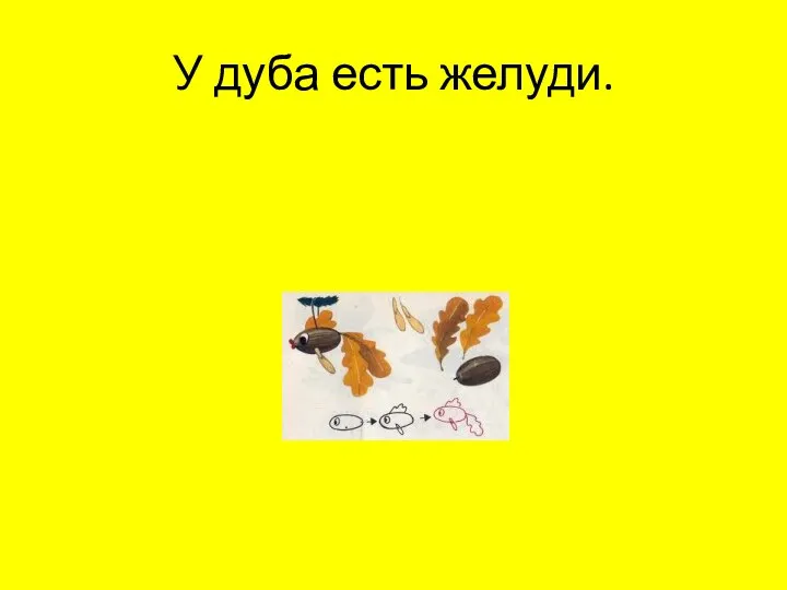 У дуба есть желуди.