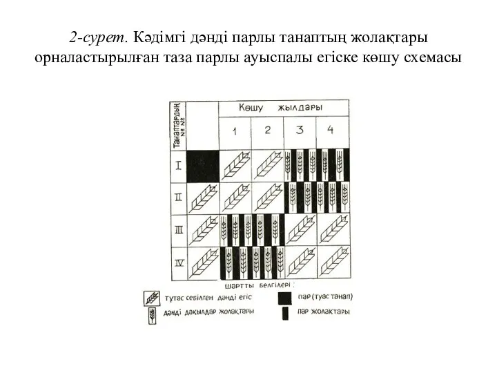 2-сурет. Кәдімгі дәнді парлы танаптың жолақтары орналастырылған таза парлы ауыспалы егіске көшу схемасы