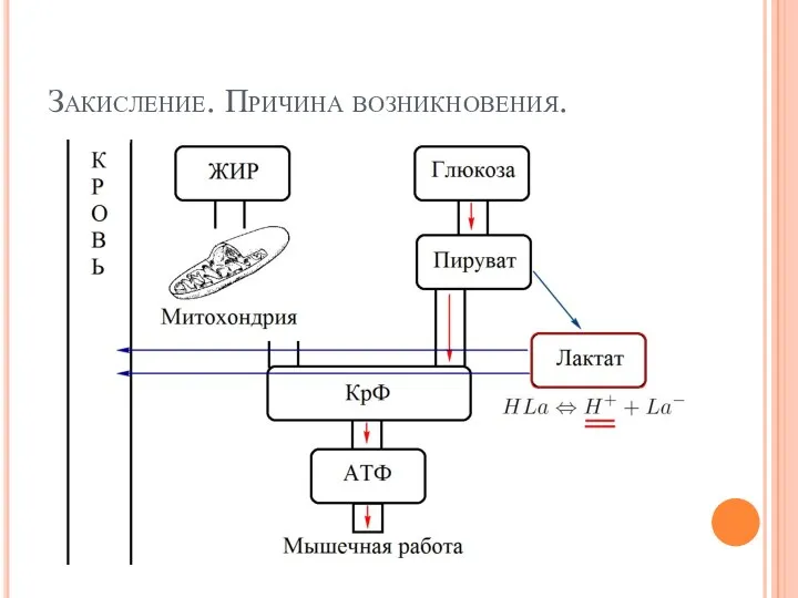 Закисление. Причина возникновения.