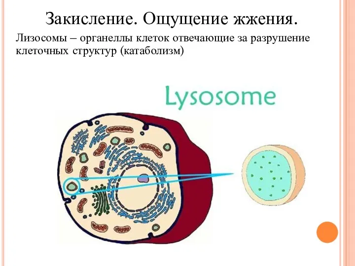 Закисление. Ощущение жжения. Лизосомы – органеллы клеток отвечающие за разрушение клеточных структур (катаболизм)