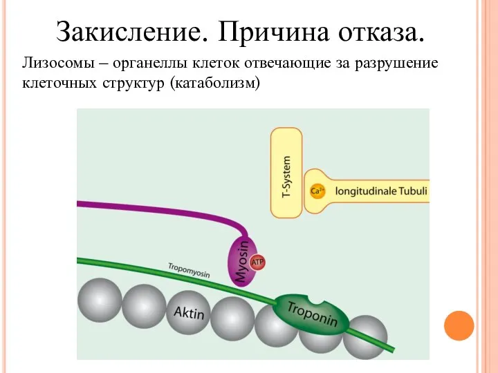 Закисление. Причина отказа. Лизосомы – органеллы клеток отвечающие за разрушение клеточных структур (катаболизм)