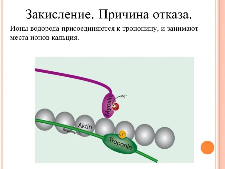 Закисление. Причина отказа. Ионы водорода присоединяются к тропонину, и занимают места ионов кальция.