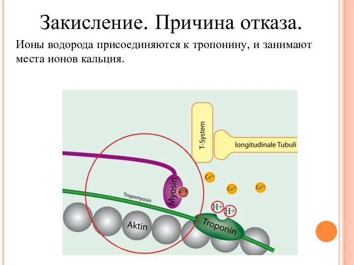 Закисление. Причина отказа. Ионы водорода присоединяются к тропонину, и занимают места ионов кальция.