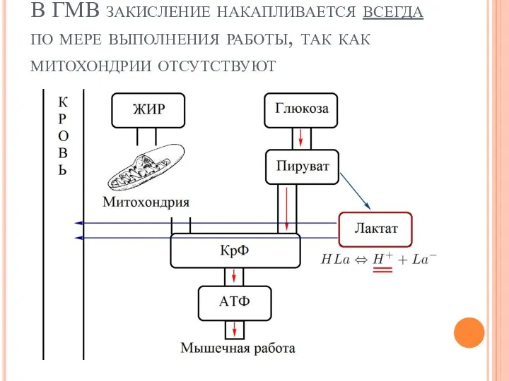 В ГМВ закисление накапливается всегда по мере выполнения работы, так как митохондрии отсутствуют