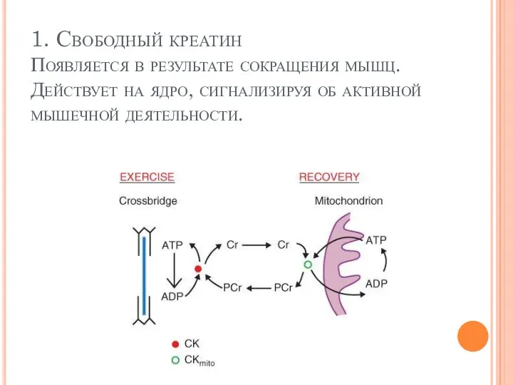 1. Свободный креатин Появляется в результате сокращения мышц. Действует на ядро, сигнализируя об активной мышечной деятельности.