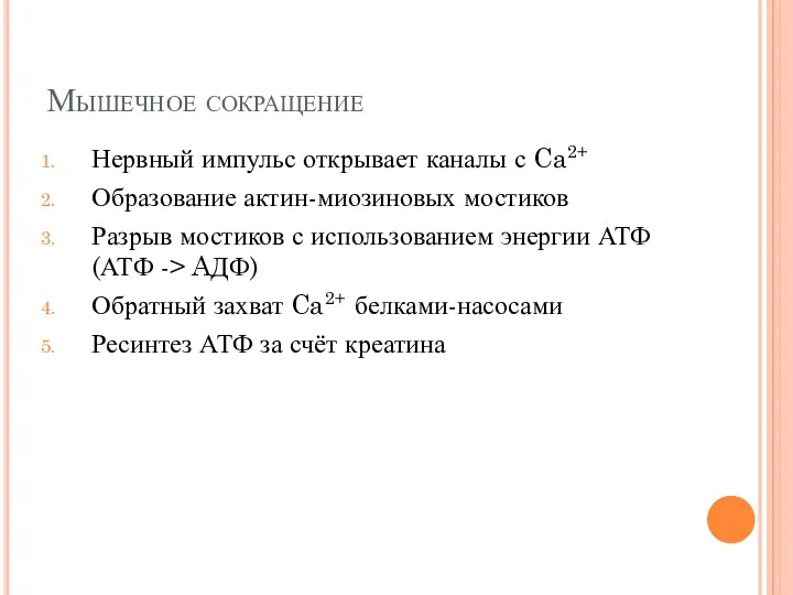 Мышечное сокращение Нервный импульс открывает каналы с Ca2+ Образование актин-миозиновых