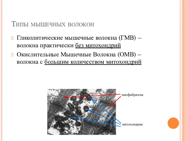 Типы мышечных волокон Гликолитические мышечные волокна (ГМВ) – волокна практически