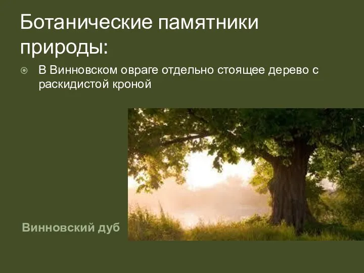 Ботанические памятники природы: Винновский дуб В Винновском овраге отдельно стоящее дерево с раскидистой кроной