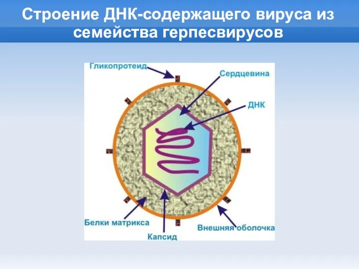 Строение ДНК-содержащего вируса из семейства герпесвирусов