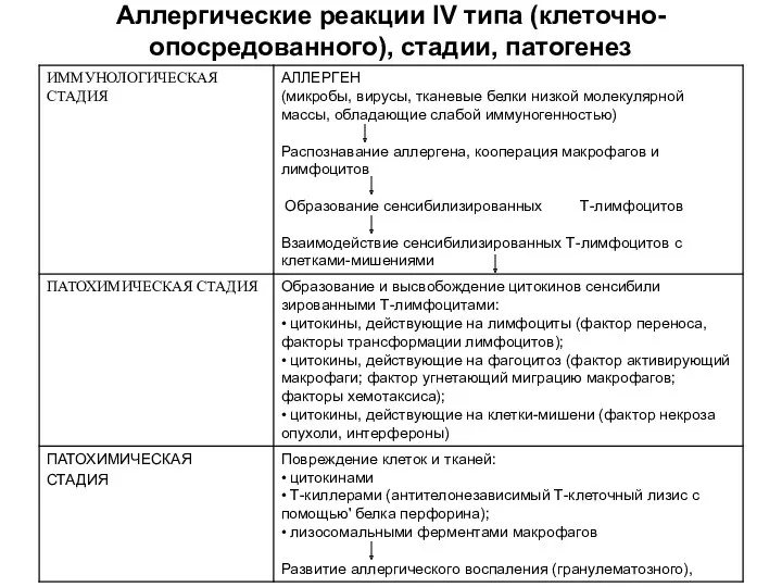 Аллергические реакции IV типа (клеточно-опосредованного), стадии, патогенез