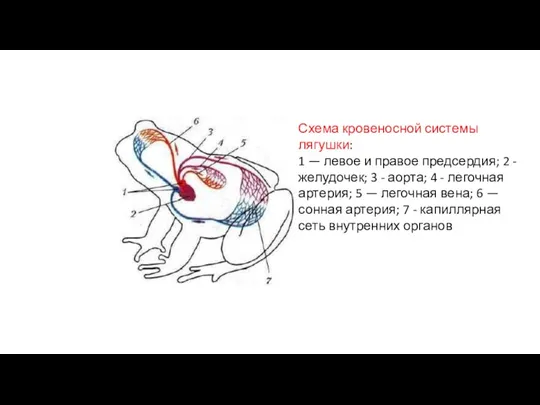 Схема кровеносной системы лягушки: 1 — левое и правое предсердия; 2 - желудочек;