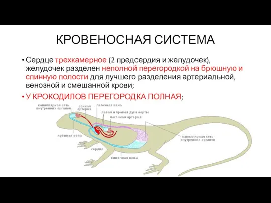 КРОВЕНОСНАЯ СИСТЕМА Сердце трехкамерное (2 предсердия и желудочек), желудочек разделен неполной перегородкой на