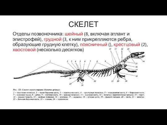 СКЕЛЕТ Отделы позвоночника: шейный (8, включая атлант и эпистрофей), грудной