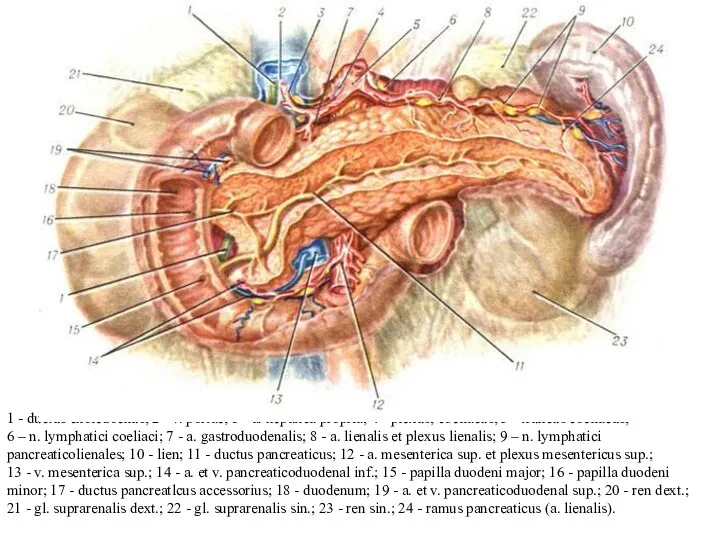 1 - ductus choledochus; 2 - v. portae; 3 -