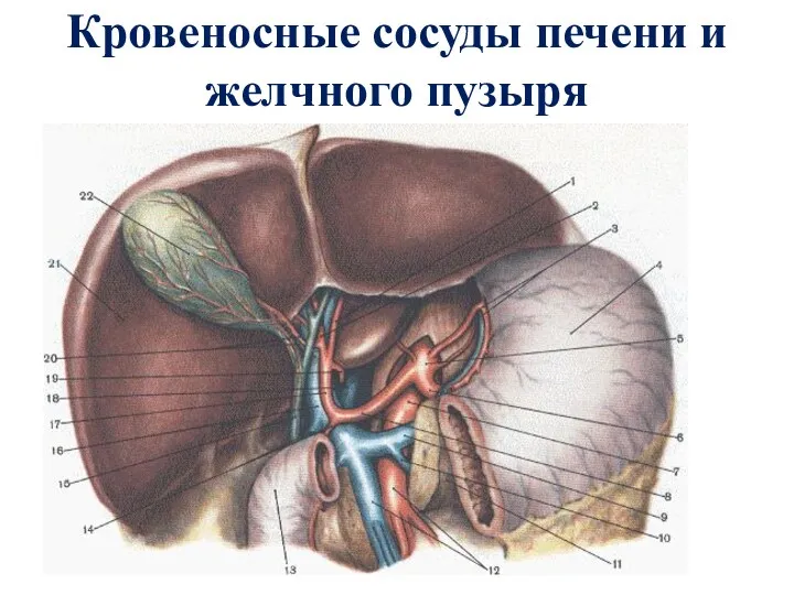 Кровеносные сосуды печени и желчного пузыря