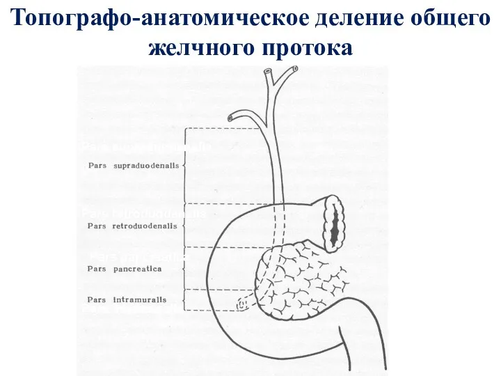 Топографо-анатомическое деление общего желчного протока Pars supraduodenalis Pars retroduodenalis Pars pancreatica Pars intramuralis