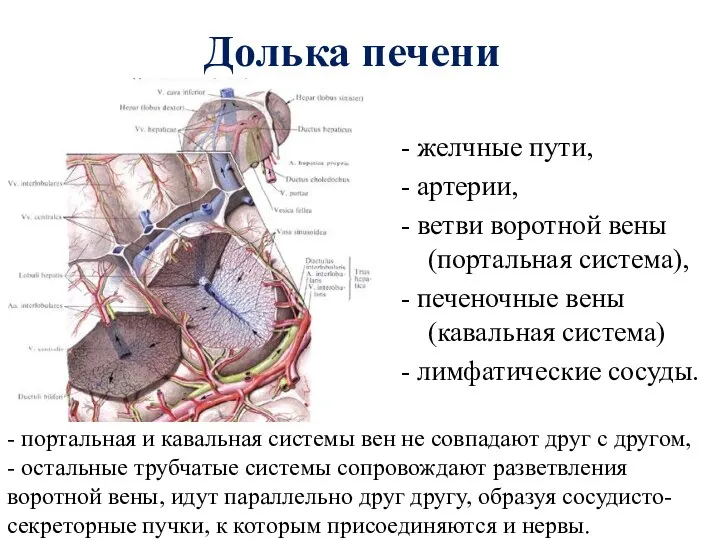 Долька печени - желчные пути, - артерии, - ветви воротной вены (портальная система),