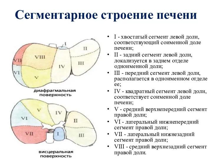 Сегментарное строение печени I - хвостатый сегмент левой доли, соответствующий соименной доле печени;