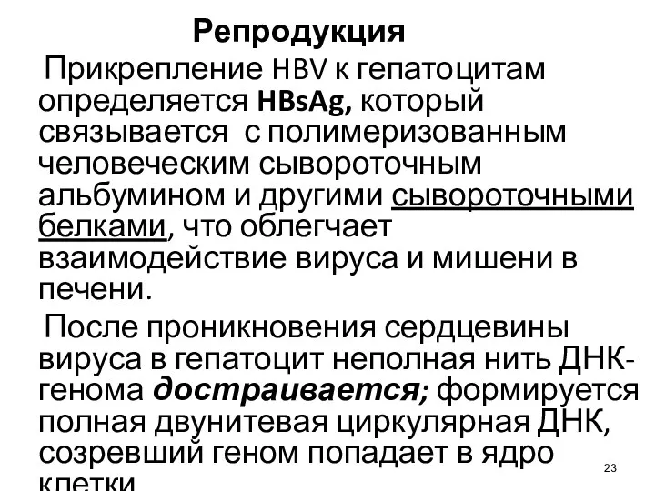 Репродукция Прикрепление HBV к гепатоцитам определяется HBsAg, который связывается с