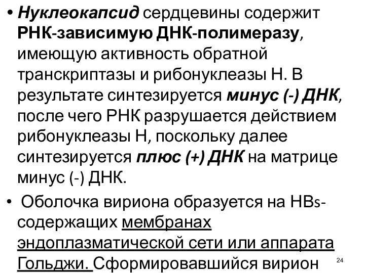 Нуклеокапсид сердцевины содержит РНК-зависимую ДНК-полимеразу, имеющую активность обратной транскриптазы и