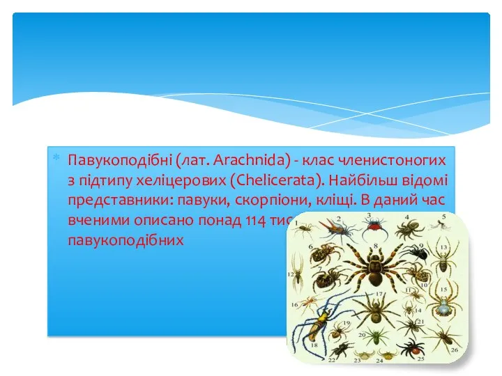 Павукоподібні (лат. Arachnida) - клас членистоногих з підтипу хеліцерових (Chelicerata). Найбільш відомі представники: