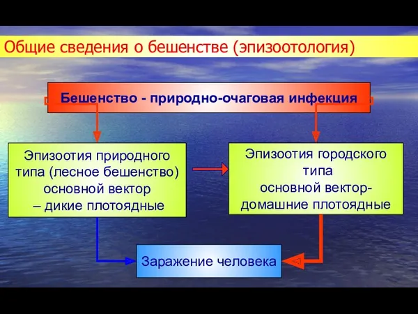 Общие сведения о бешенстве (эпизоотология) Бешенство - природно-очаговая инфекция Эпизоотия