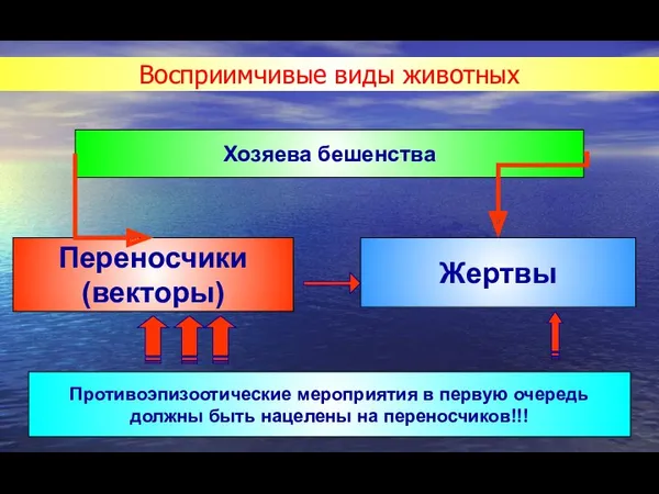 Восприимчивые виды животных Хозяева бешенства Переносчики (векторы) Жертвы Противоэпизоотические мероприятия