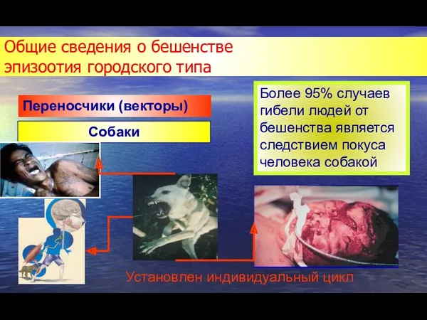 Общие сведения о бешенстве эпизоотия городского типа Собаки Переносчики (векторы)