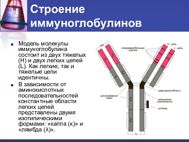 Строение иммуноглобулинов Модель молекулы иммуноглобулина состоит из двух тяжелых (H)