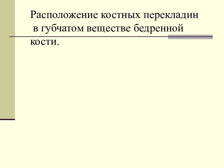 Расположение костных перекладин в губчатом веществе бедренной кости.