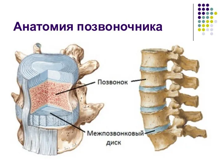 Анатомия позвоночника