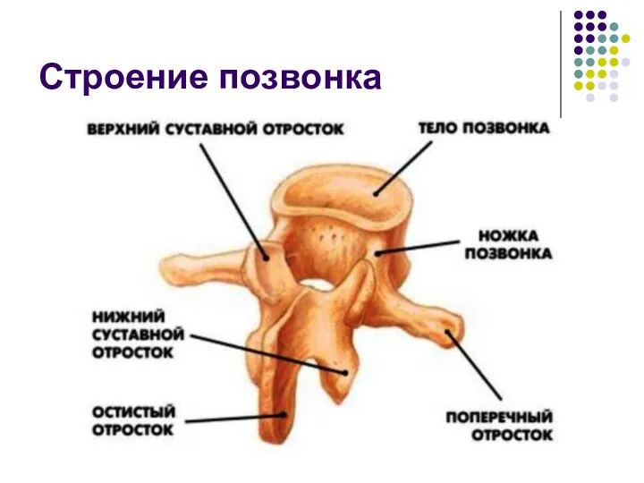 Строение позвонка