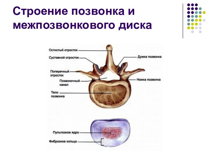 Строение позвонка и межпозвонкового диска