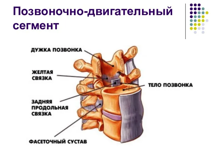 Позвоночно-двигательный сегмент