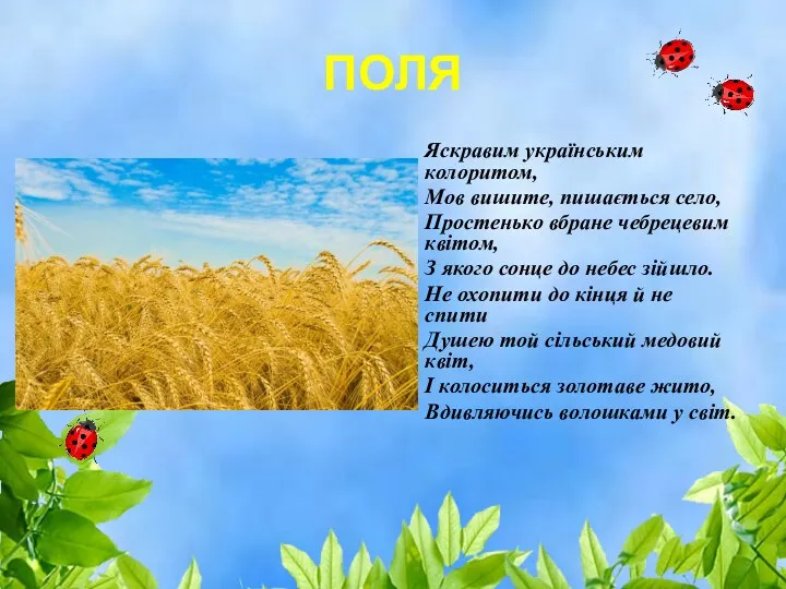 ПОЛЯ Яскравим українським колоритом, Мов вишите, пишається село, Простенько вбране