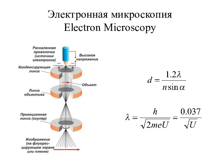 Электронная микроскопия Electron Microscopy